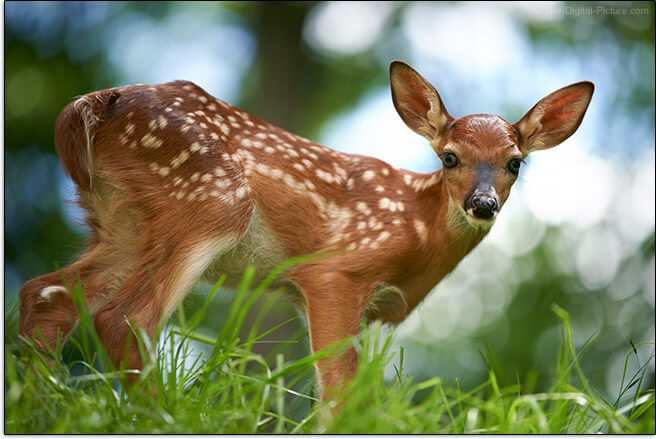 لنز سونی Sony FE 70-200mm f2.8 GM OSS II